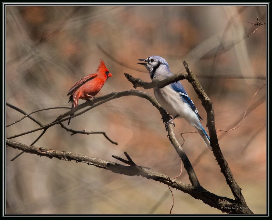 Cardinal &BJ.jpg