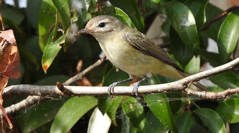 Warbling Vireo.JPG