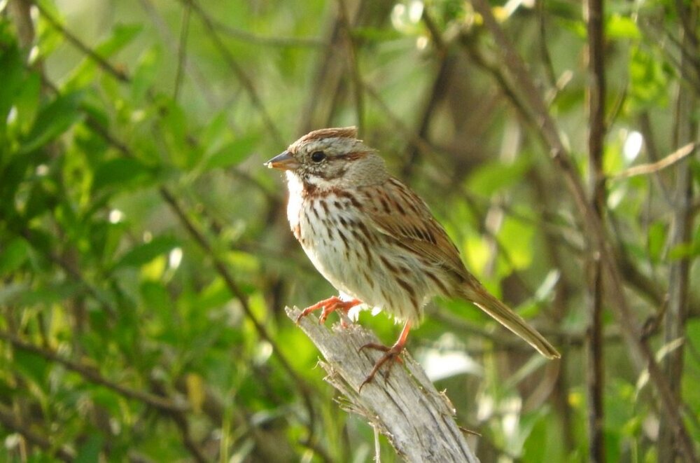 Song Sparrow.JPG