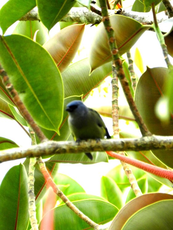 Yellow winged Tanager.JPG
