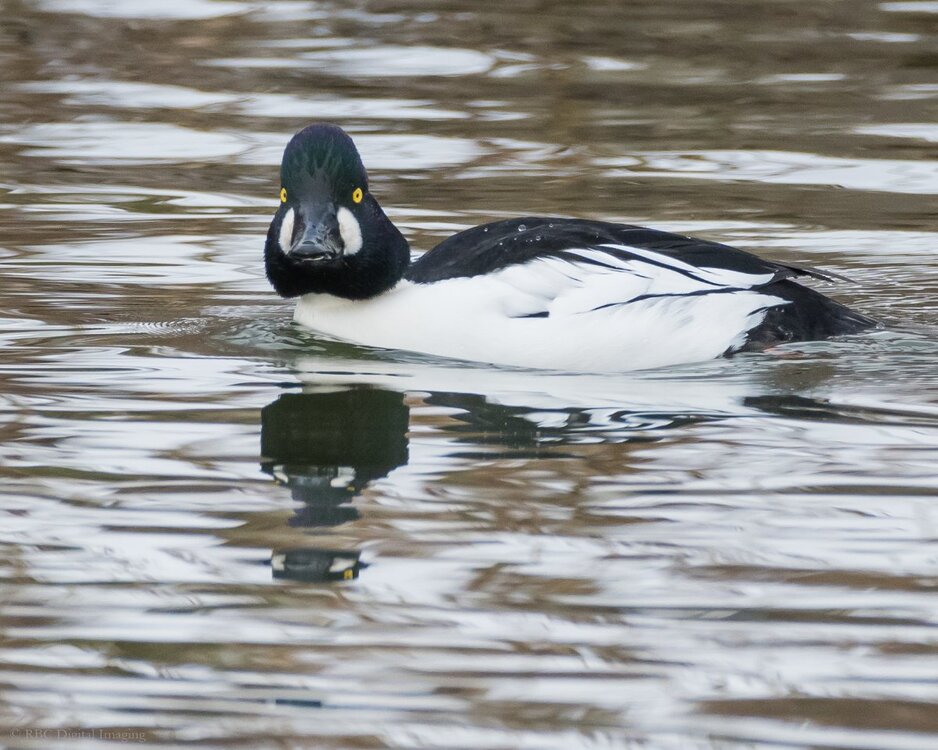 Common Goldeneye m HVT-7509940.jpg
