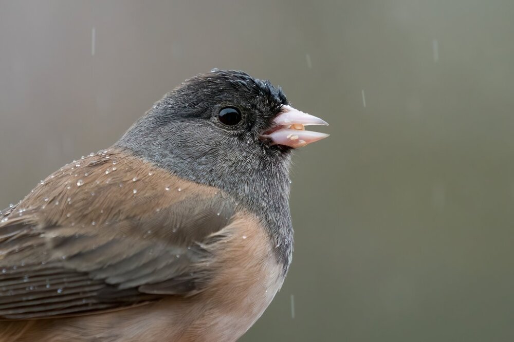 542862714_Dark-eyedJunco(2)121320.thumb.jpg.77758ea3e769fbe82e183764b1df1db3.jpg