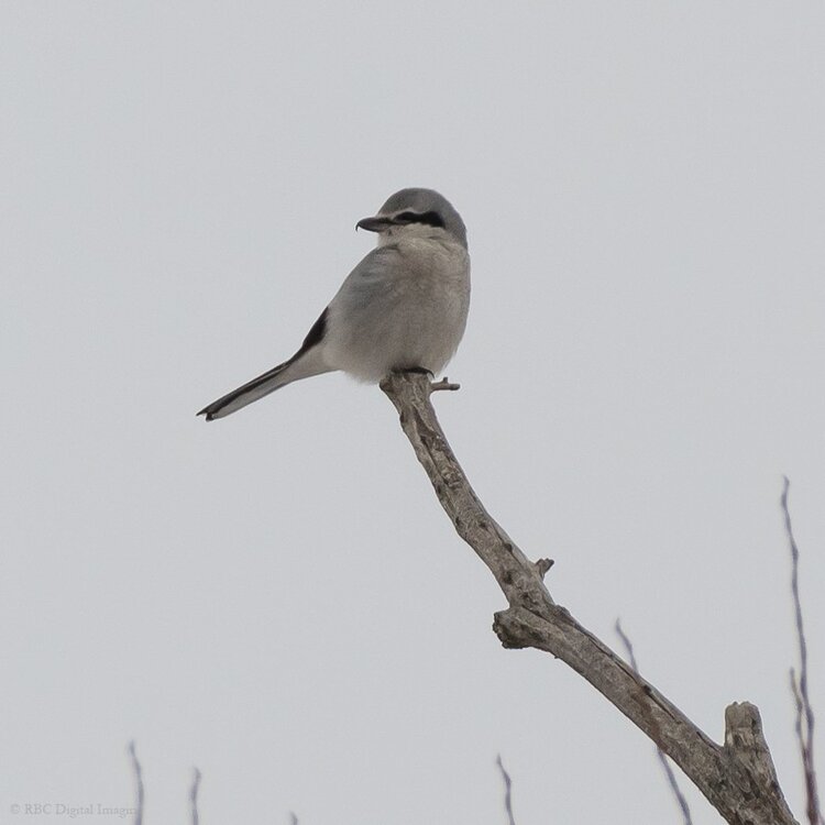 Northern Shrike EcoP-7509648.jpg