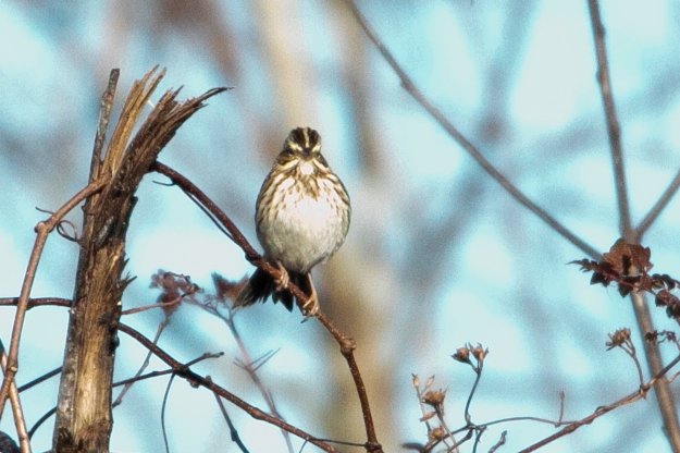 Sparrows North Florida - Help Me Identify a North American Bird