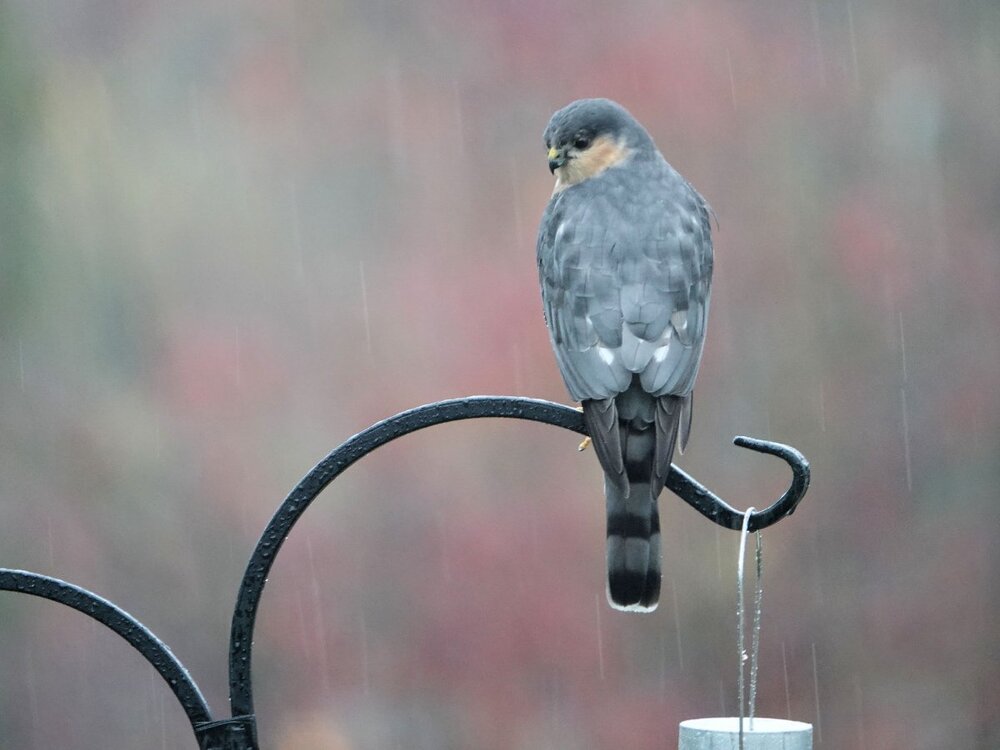 81543560_Sharp-shinnedHawk(male)-backyard-WestChesterPA(3)-12-4-20large.thumb.jpg.1054e72a31fa7d17e8cbcee951bdb846.jpg