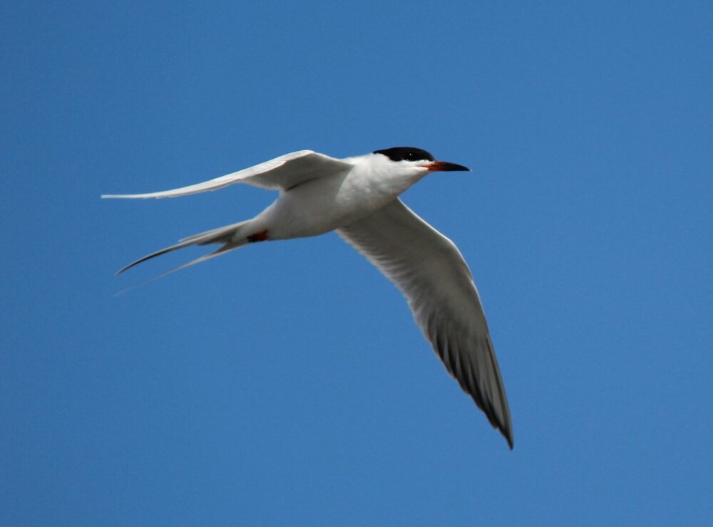 Common Tern.JPG