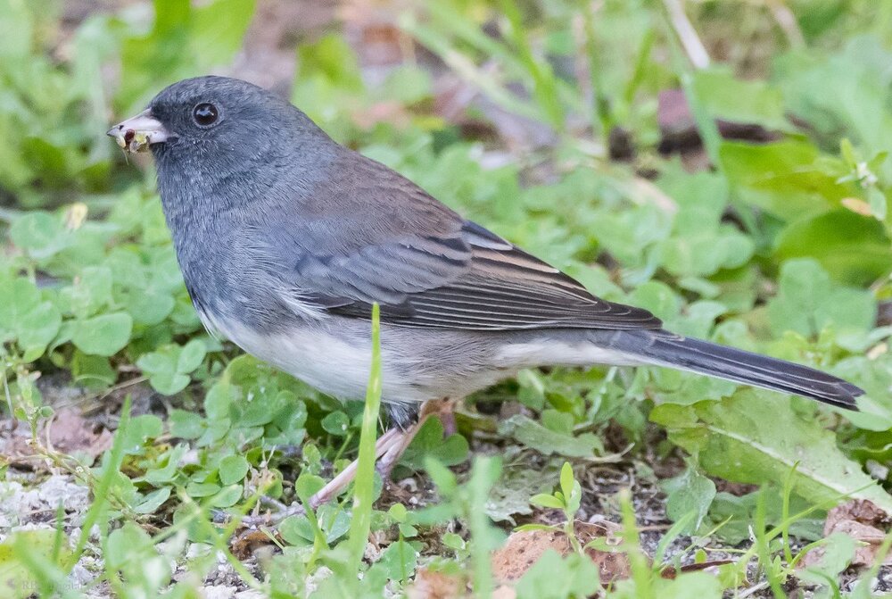 Dark-eyed Junco 4x6 HVT-7503875.jpg