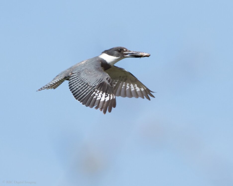 Belted Kingfisher ad f if HVT-757317.jpg