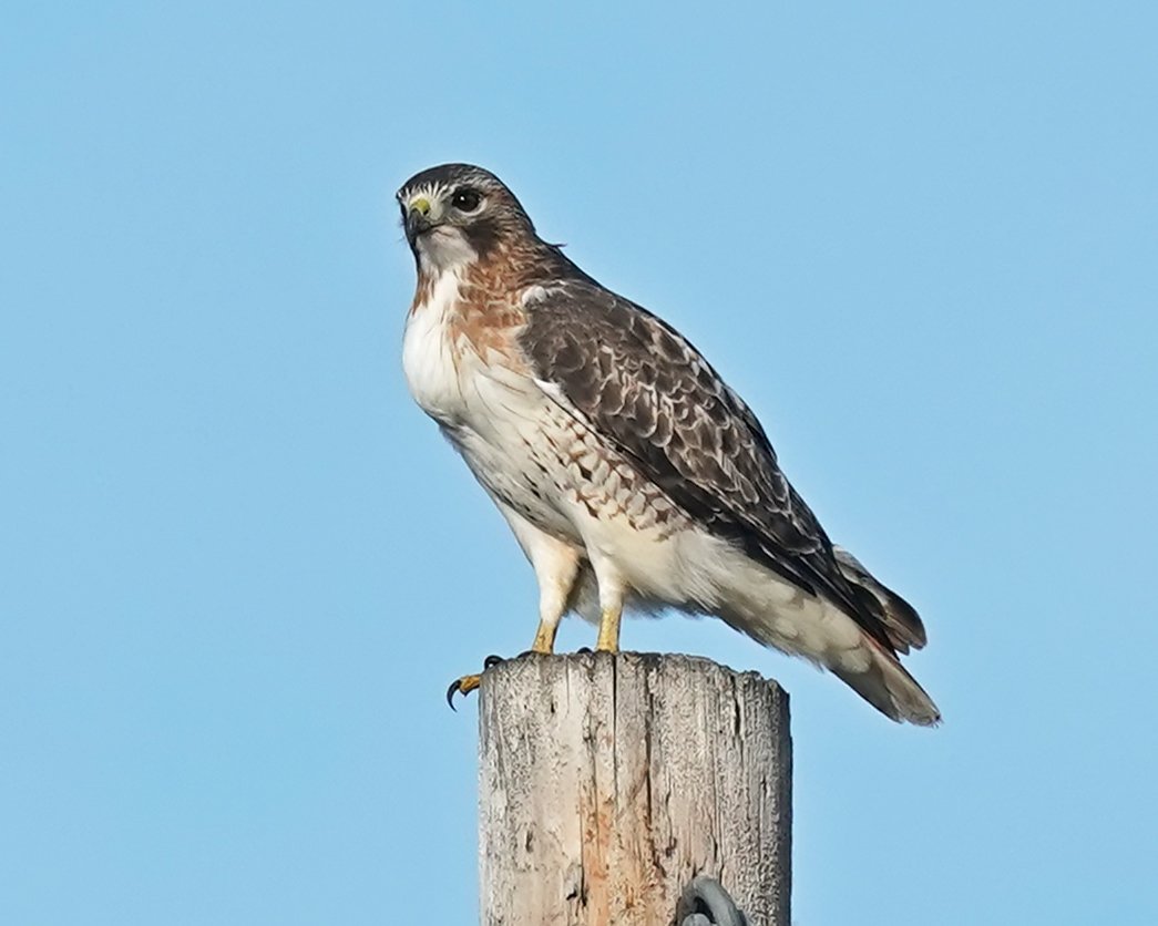 Red-tailed or Red-shouldered Hawk? - Help Me Identify a North American ...