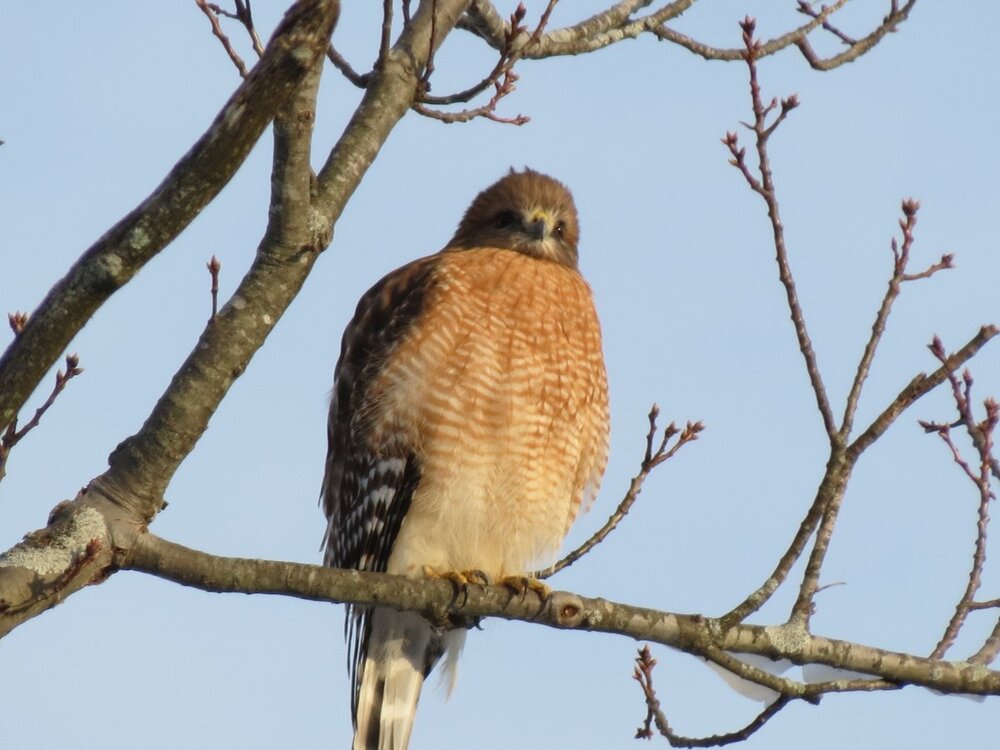 hawk-id-help-me-identify-a-north-american-bird-whatbird-community