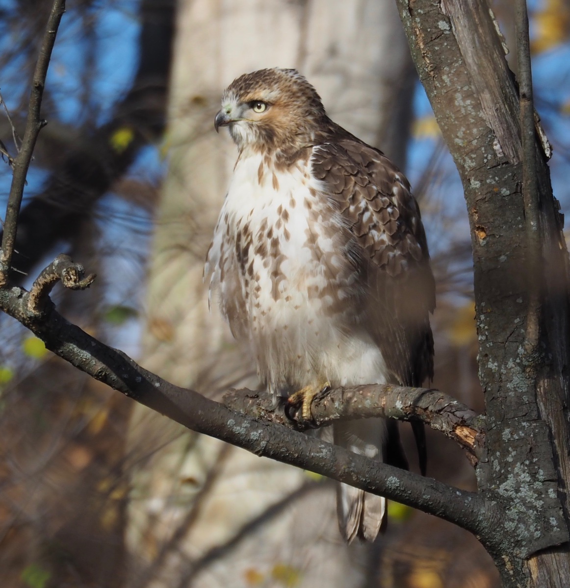 Swainson's Hawk? - Help Me Identify a North American Bird - Whatbird ...