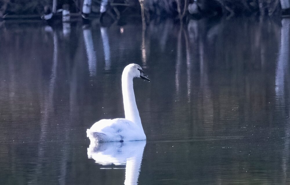 Swan.jpg