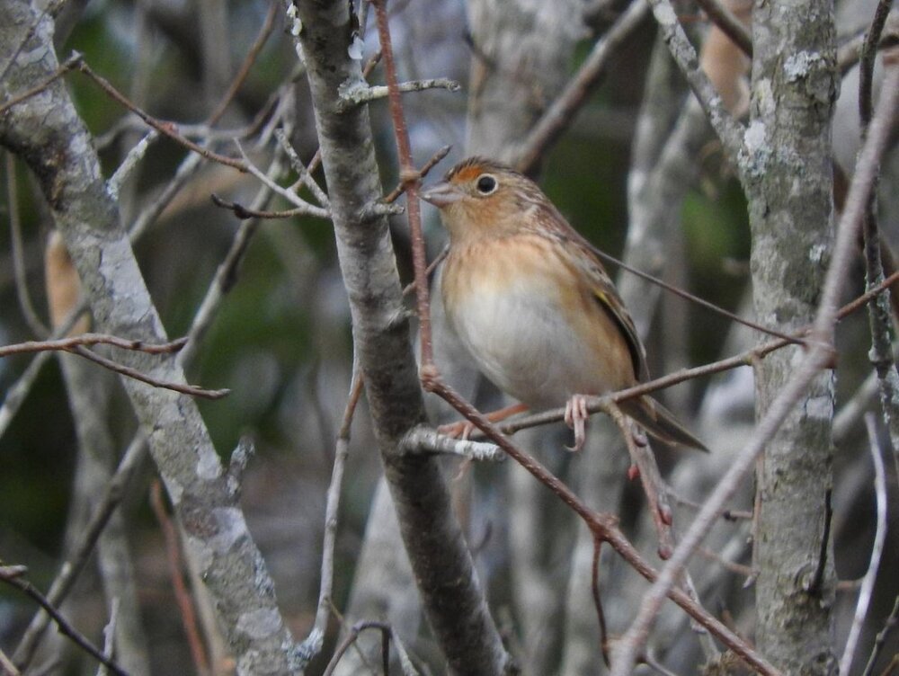 Grasshopper Sparrow 1-12-21.JPG