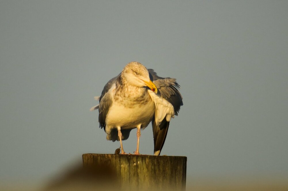 Herring Gull.jpg