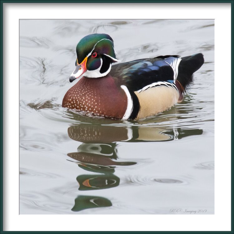 Wood Duck framed-.jpg