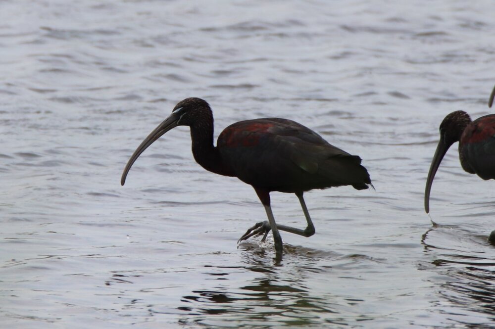 Glossy ibis - Edwin B Forsythe Wildlife Refuge, NJ.JPG