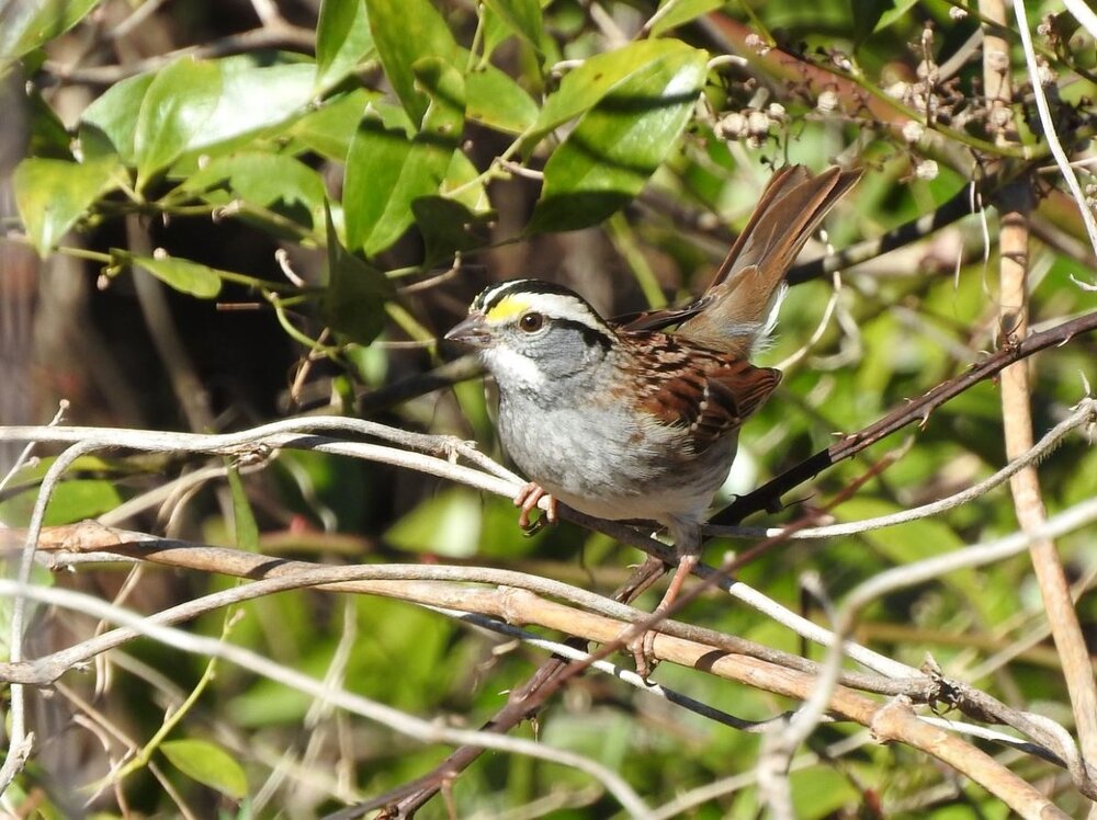 White-throated Sparrow 1-20-21.JPG