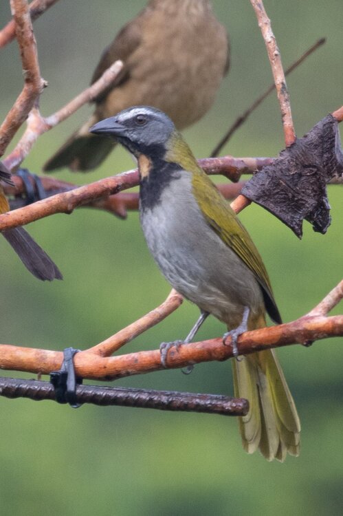 40064538_SaltatorBuff-throated.CR2019.thumb.jpg.441d543929d4283fd9bce0989f4e57c2.jpg