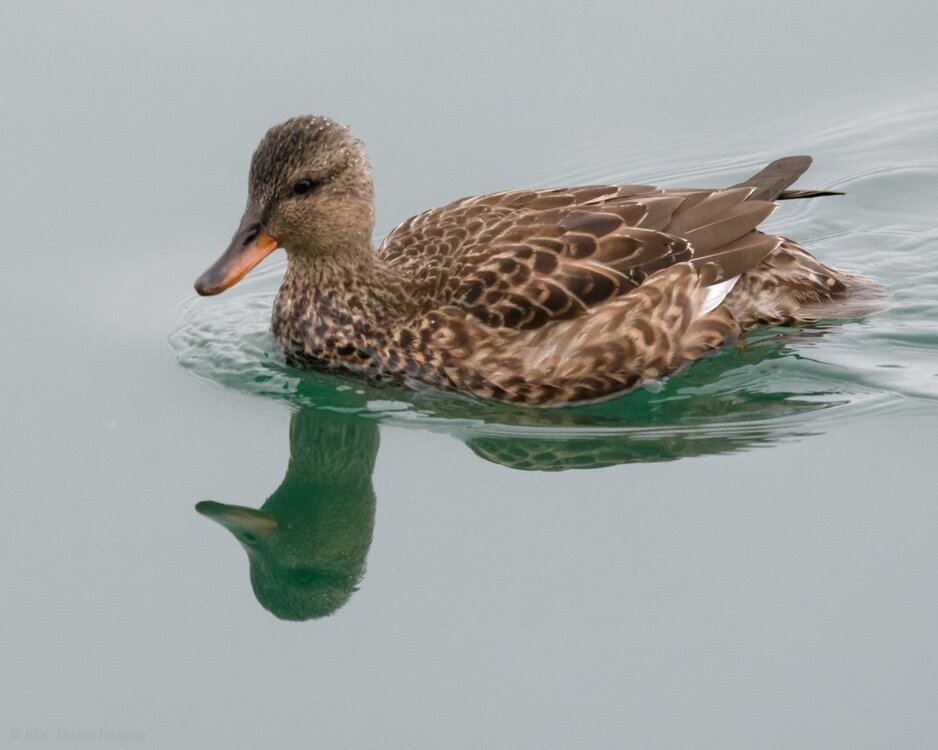 Gadwall f HVT-.jpg