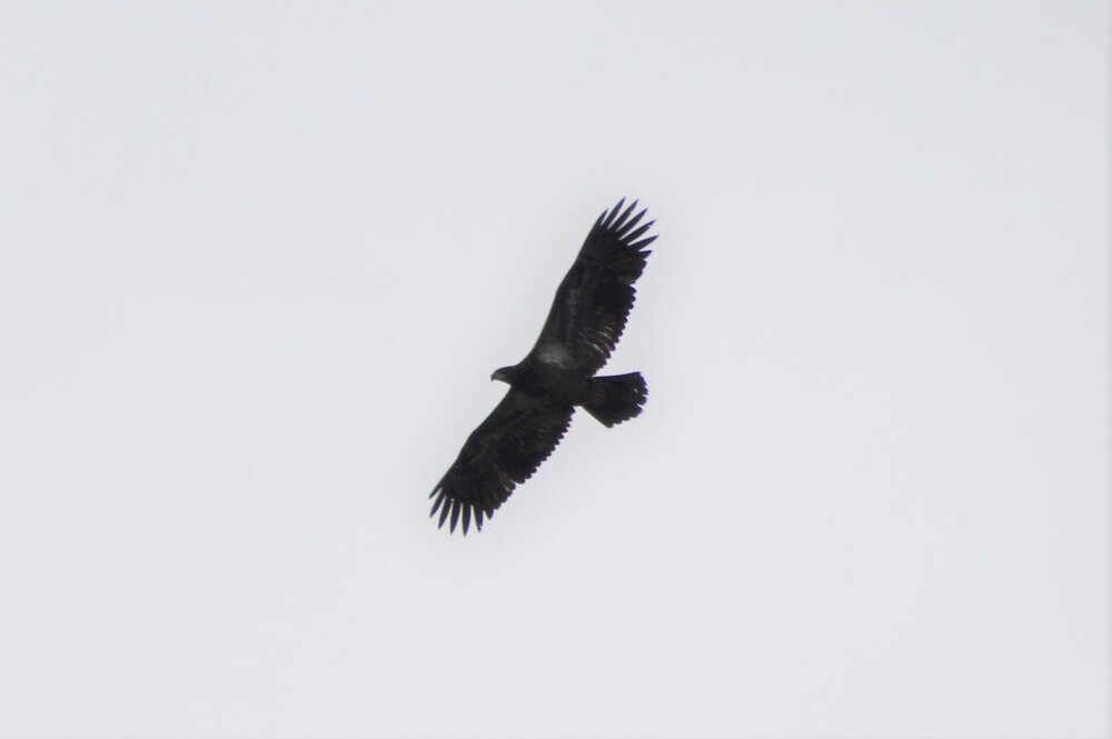 IMG_8975.JPG