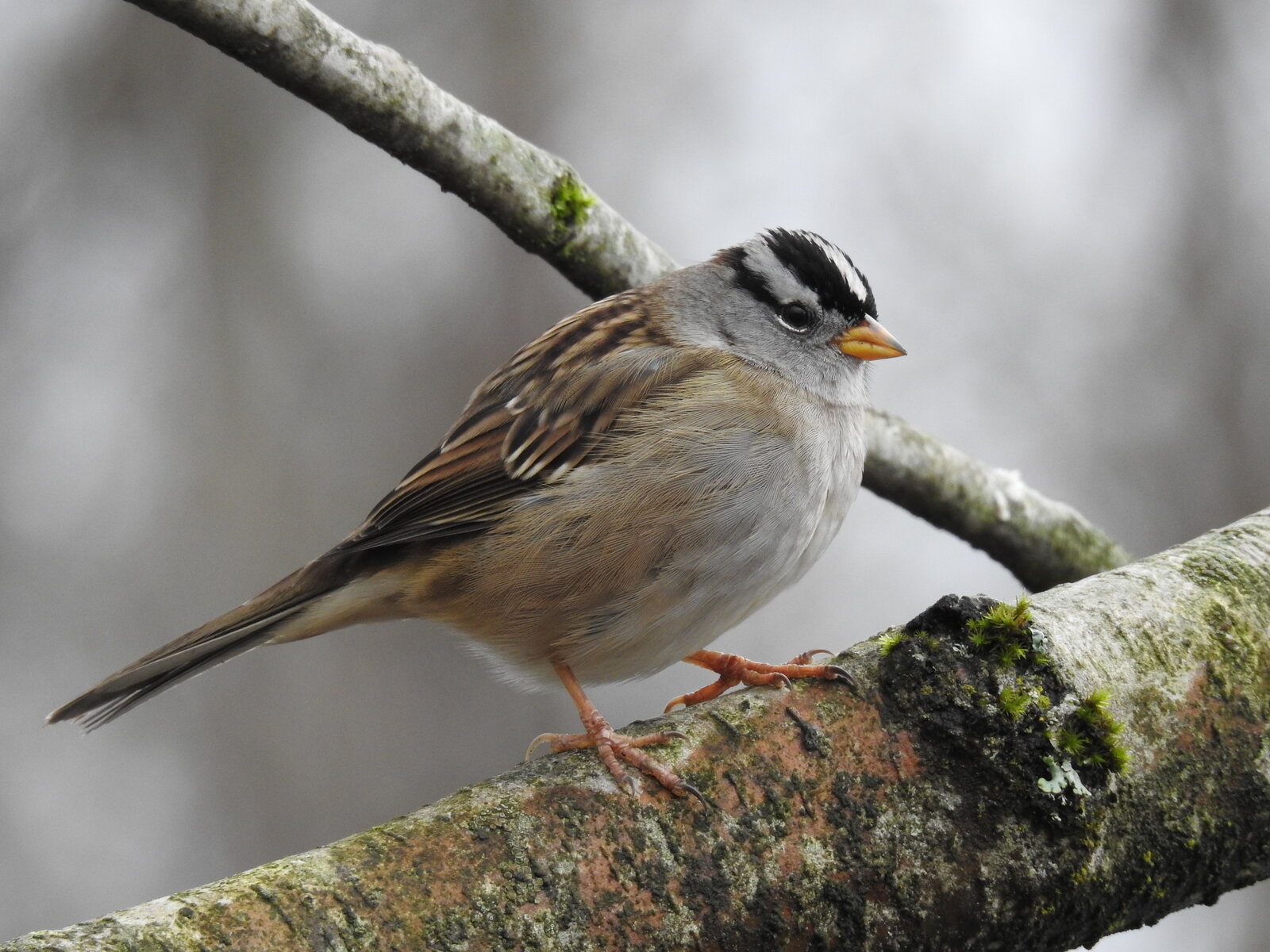 White-Crowned Sparrow (1).JPG