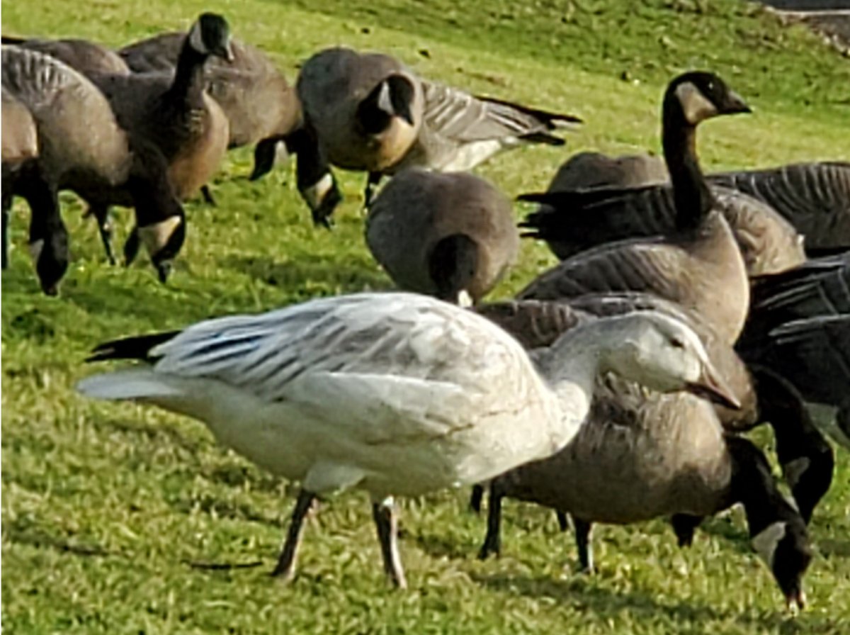 A White Goose Among The Canada Geese Help Me Identify A North   Whitegoose Sm .ceb84c69466b823aebc9efb561d8bf0a 