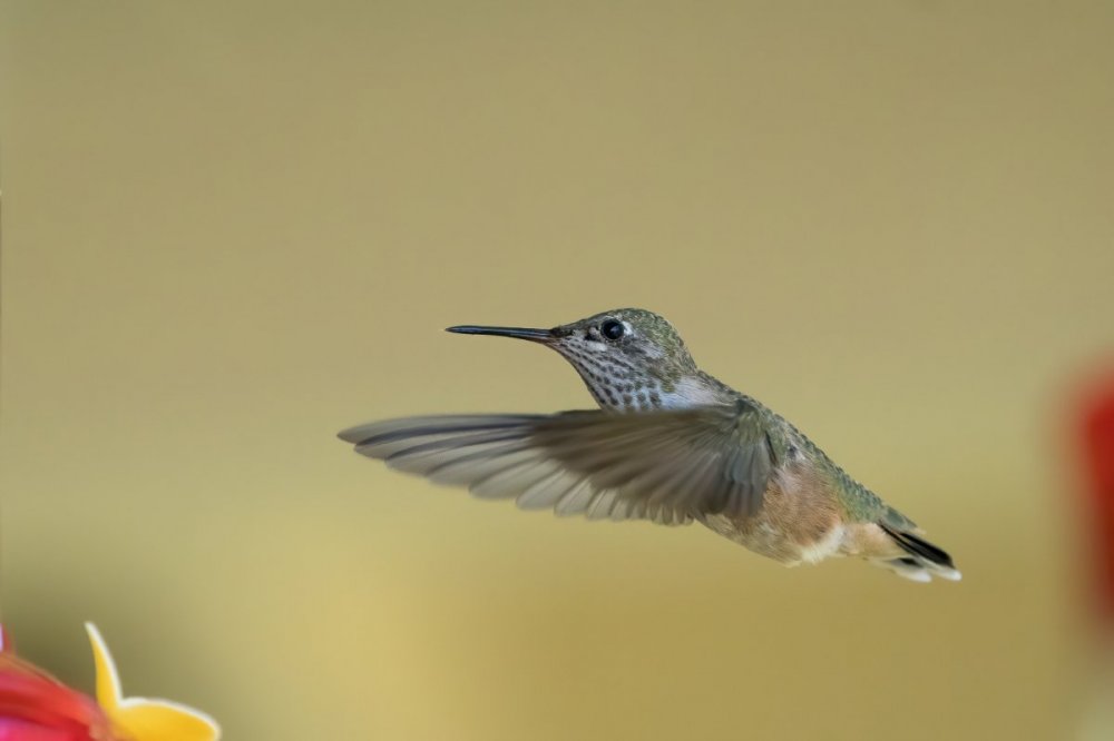 Calliope Hummingbird(4) 9:7:20.jpg