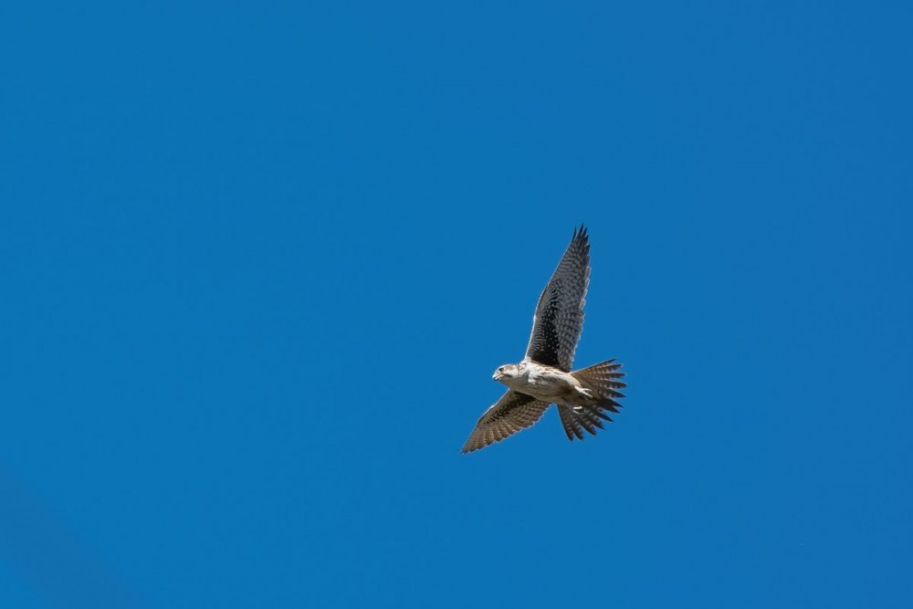 Prairie Falcon(2) 10:18:20.jpg