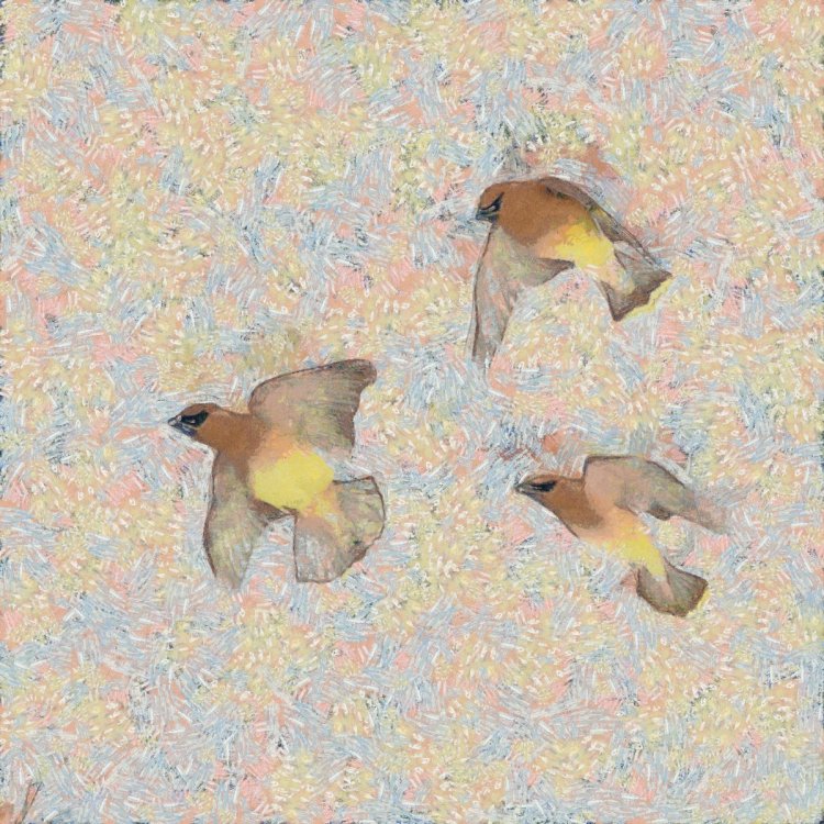 Cedar Waxwing crop HVT-7512801_DAP_vangogh3.jpg