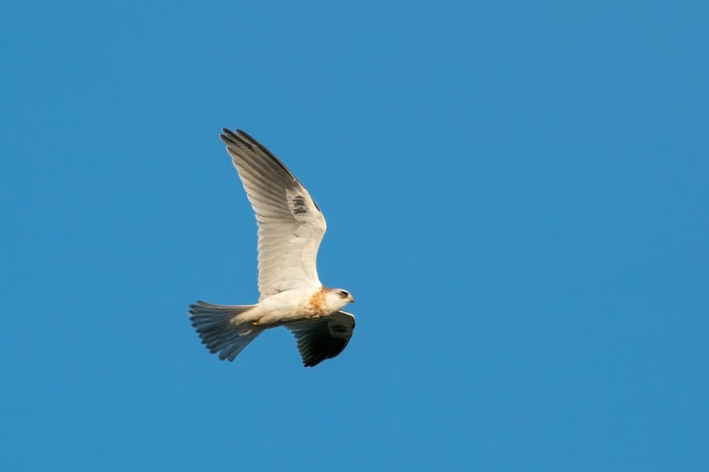 White-tailed Kite(2) 9:25:20.jpg