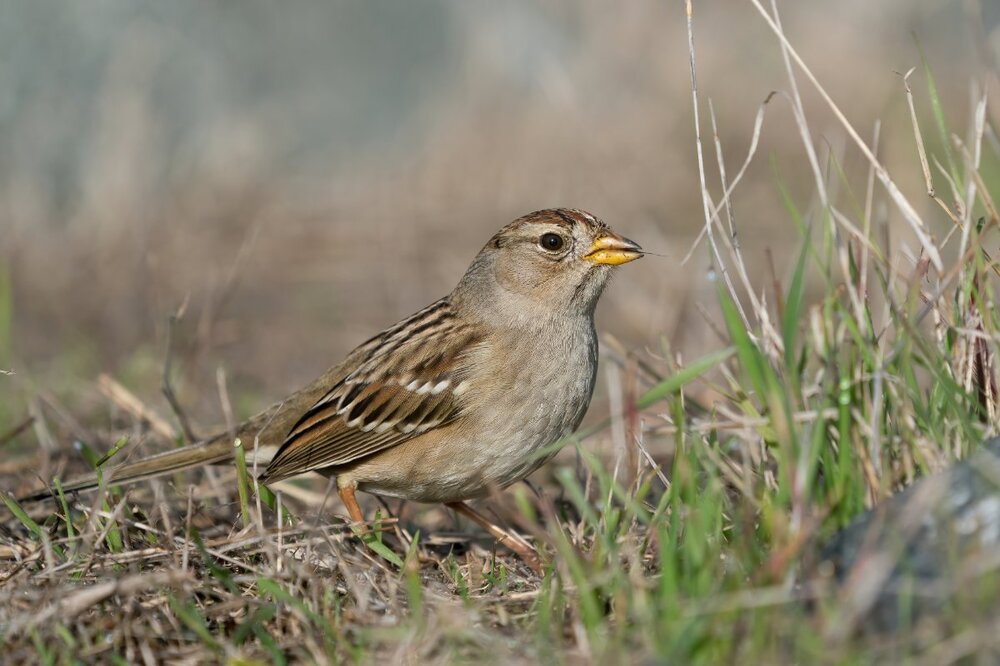 White-crowned Sparrow 12:27:20.jpg