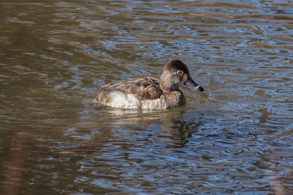 Unusual white flanks on Ring-necked Duck - Help Me Identify a North ...