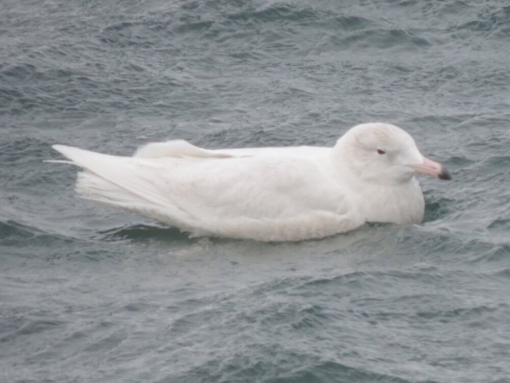 Gulls & Terns - Photo Sharing And Discussion - Whatbird Community