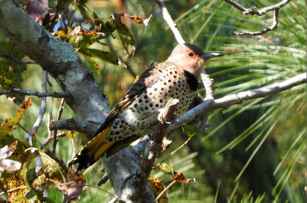 Northern Flicker 10-30-17.JPG