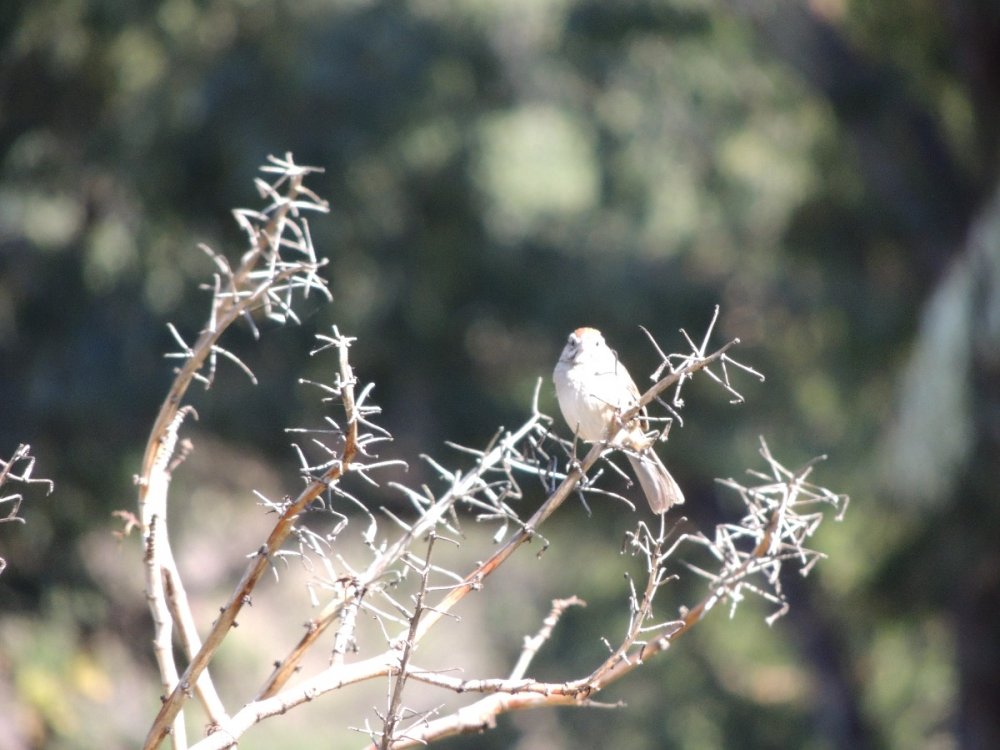 DSCN5325 Rufous-c sparrow check.JPG