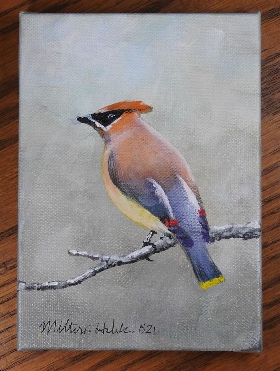 Cedar Waxwing art 2-2-21.JPG