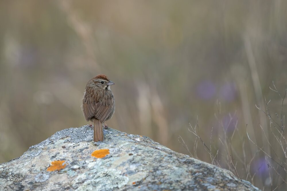 Rufous-crowned Sparrow(4) 5:18:20.jpg