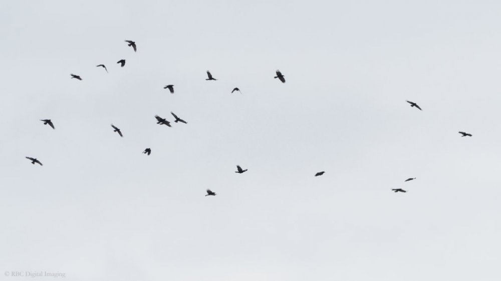 American Crow flock Ravens HVT-7512823.jpg