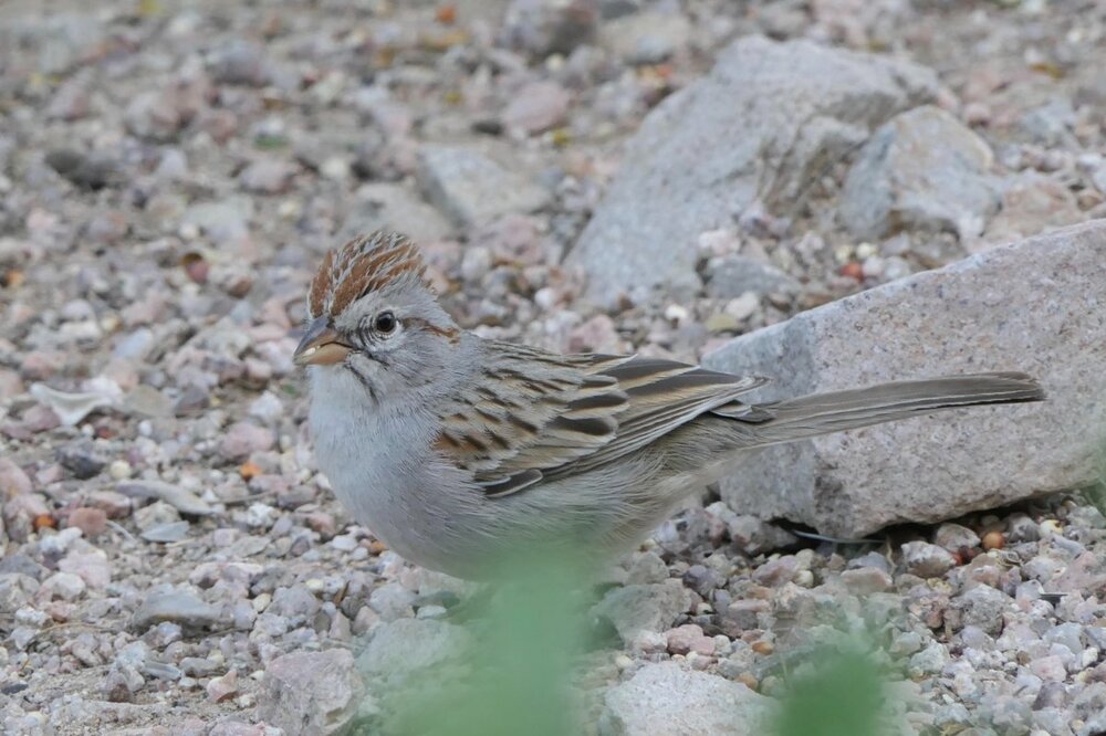 Rufous-winged Sparrow(2) 4:9:18.jpg