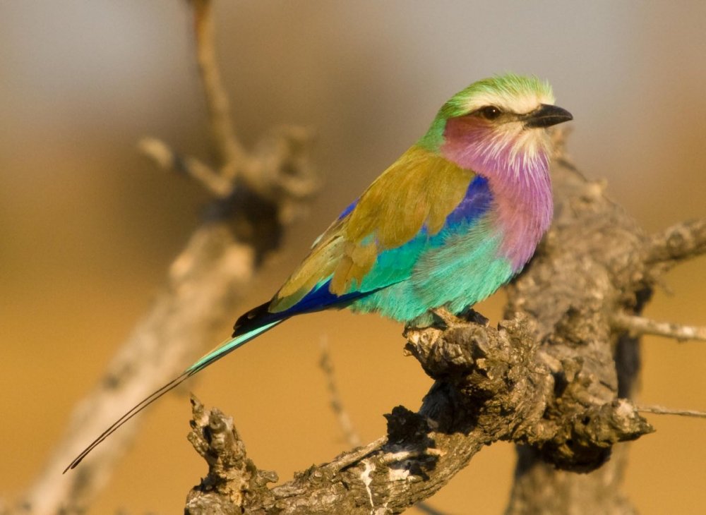 583951233_RollerLilac-breasted.thumb.jpg.a9a045a133d5238772507d7b411bb49c.jpg
