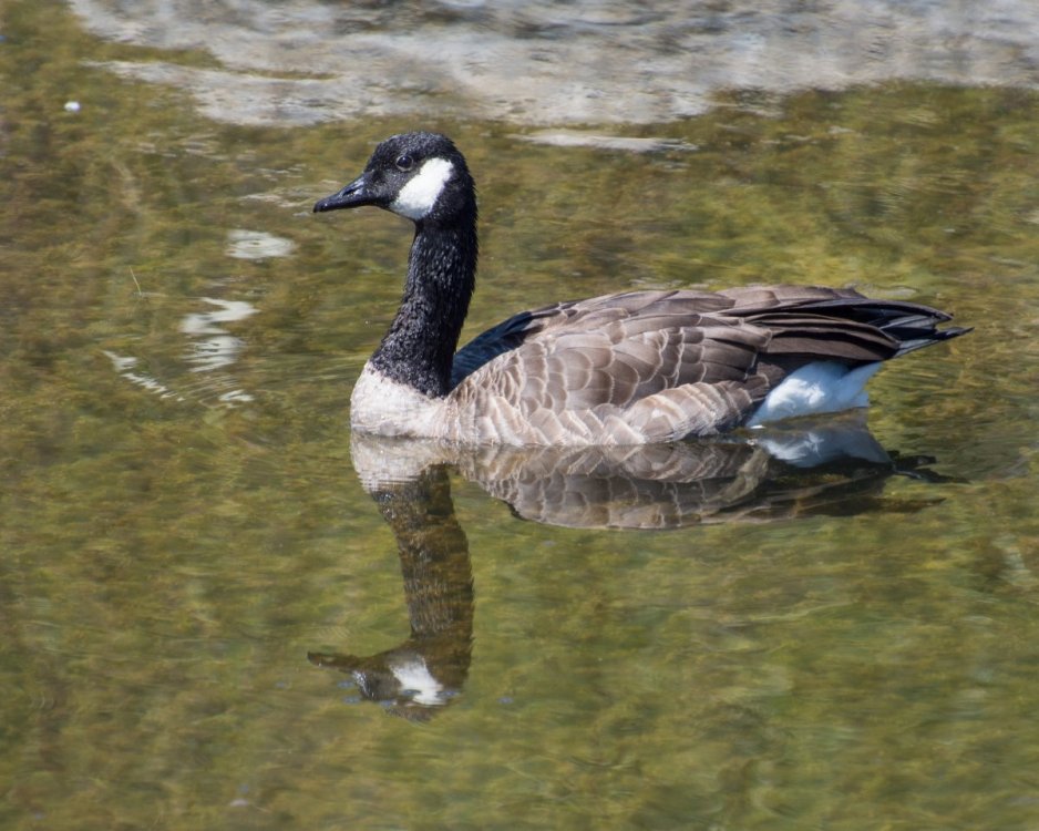 Canada Goose Black Ash Creek HVT-0835.jpg