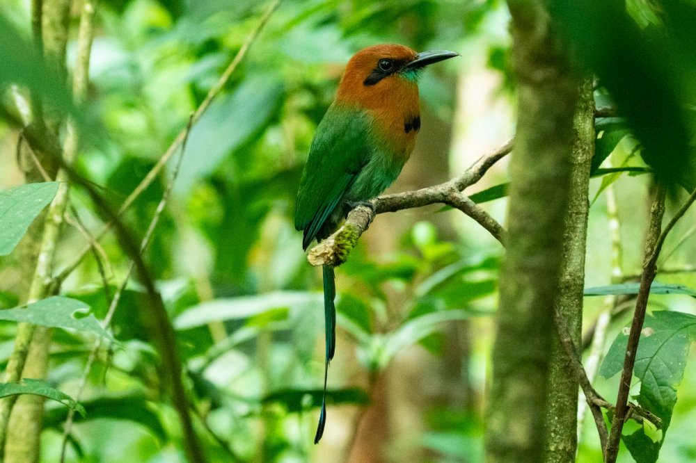 960827570_MotmotBroad-billed.CR20192.thumb.jpg.5dfdd2299af3f8dcebdd838fc16f59d3.jpg