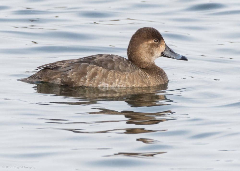 Redhead 1f HVT-7512761.jpg