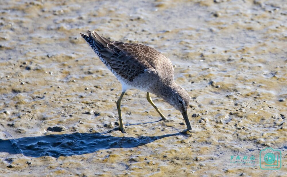 BirdsFeb6-2.jpg