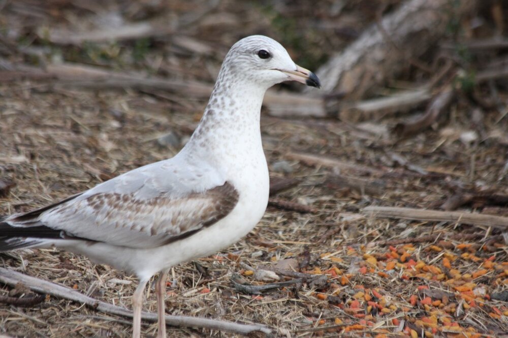 Gulls & Terns - Photo Sharing And Discussion - Whatbird Community