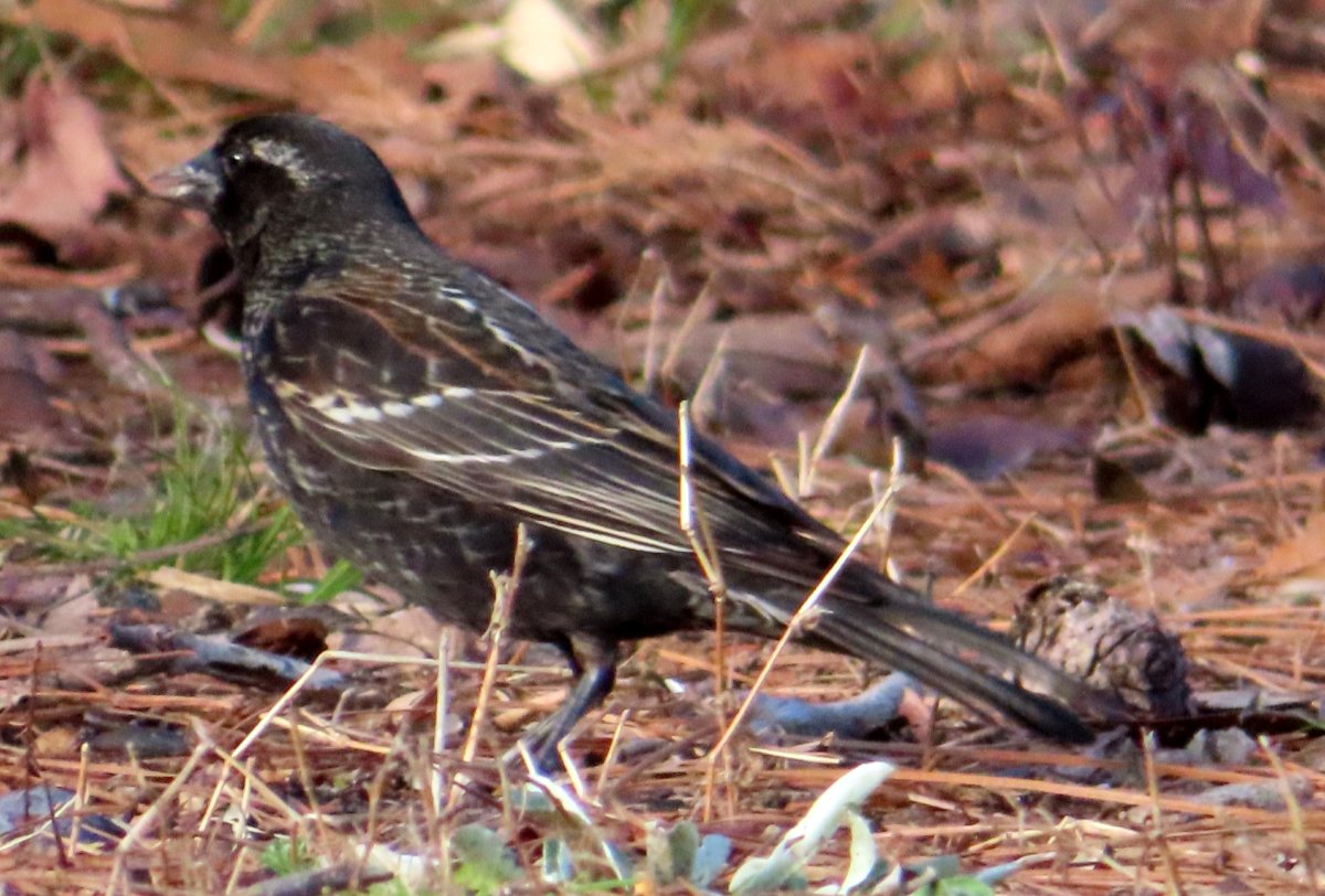 Difference Between Male and Female Immature Redwinged Blackbird Help