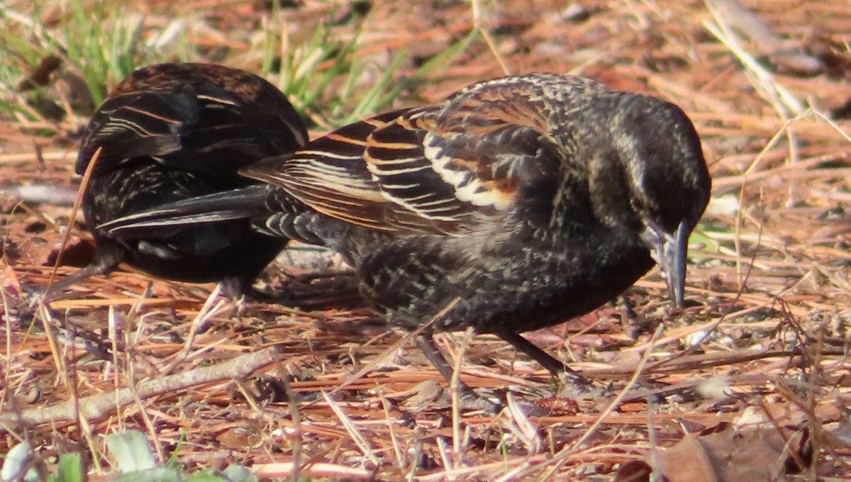 Difference Between Male and Female Immature Redwinged Blackbird Help