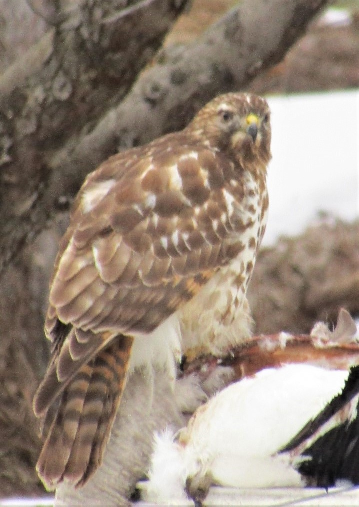 Have A Friend Id This As A Red Shoulder Hawk But I Am Not Convinced Help Me Identify A North American Bird Whatbird Community