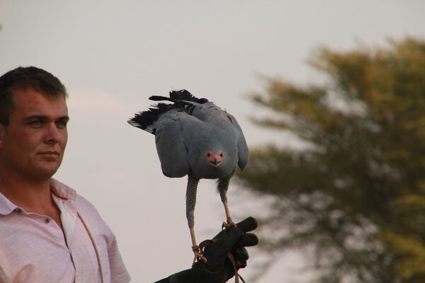 Zimbabwe Bird - Imire.JPG