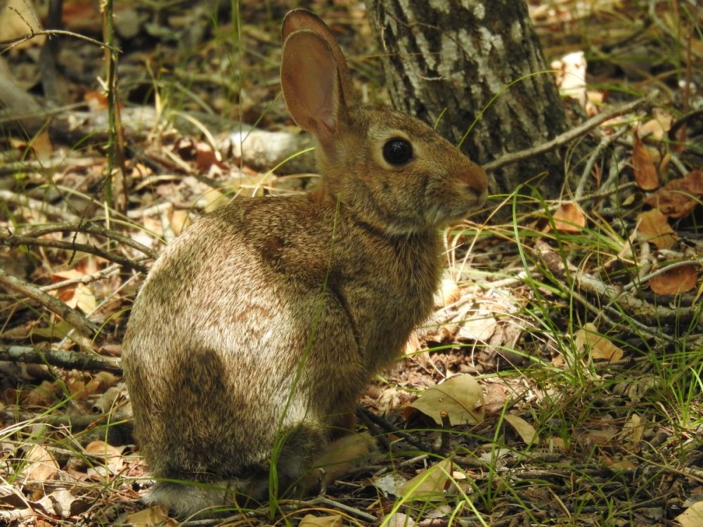 cottentail rabbit (4).JPG